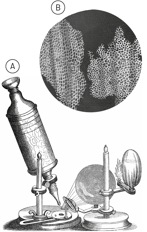 Ilustração A. Um microscópio antigo formado por uma luneta cilíndrica inclinada e segura por uma haste vertical posicionada a seu lado presa a uma base onde o objeto a ser visualizado é colocado. Na frente, uma lente focaliza os raios de luz para o objeto examinado. Ilustração B. Duas estruturas quadriculadas irregulares brancas sobre fundo preto.