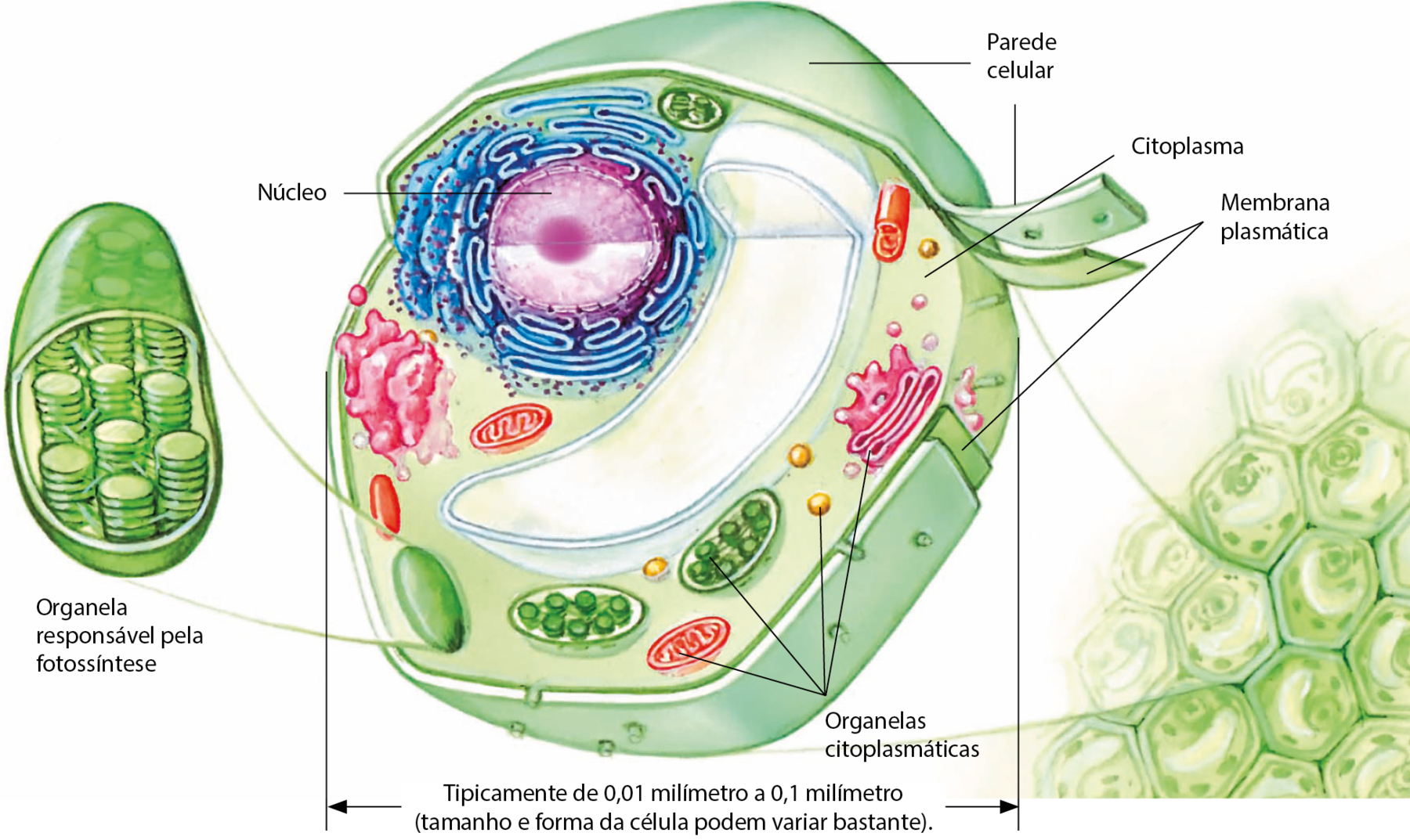 Ilustração. Canto inferior direito: representação de um conjunto de células. Destaque para uma célula: esfera verde cortada, mostrando suas partes internas. Abaixo, texto: Tipicamente de 0,01 milímetro a 0,1 milímetro (tamanho e forma da célula podem variar bastante). Envoltório externo: parede celular. Envoltório interno: membrana plasmática. Preenchimento interno homogêneo: citoplasma. No centro, esfera roxa em corte com pequenos furos: núcleo. Ao redor, organelas citoplasmáticas. Associadas ao núcleo, em azul, estruturas bastante alongadas e conectadas contendo em alguns trechos pequenos pontos pretos na face externa. Pequenas esferas amarelas. Estruturas alongadas em rosa, algumas em corte, próximas à pequenas esferas rosa. Estruturas ovais laranjas, algumas em corte. Em seu interior, ranhuras. Estruturas ovais verdes, algumas em corte. Destaque mostrando seu interior: pilhas de discos conectadas por fios. Organela responsável pela fotossíntese.