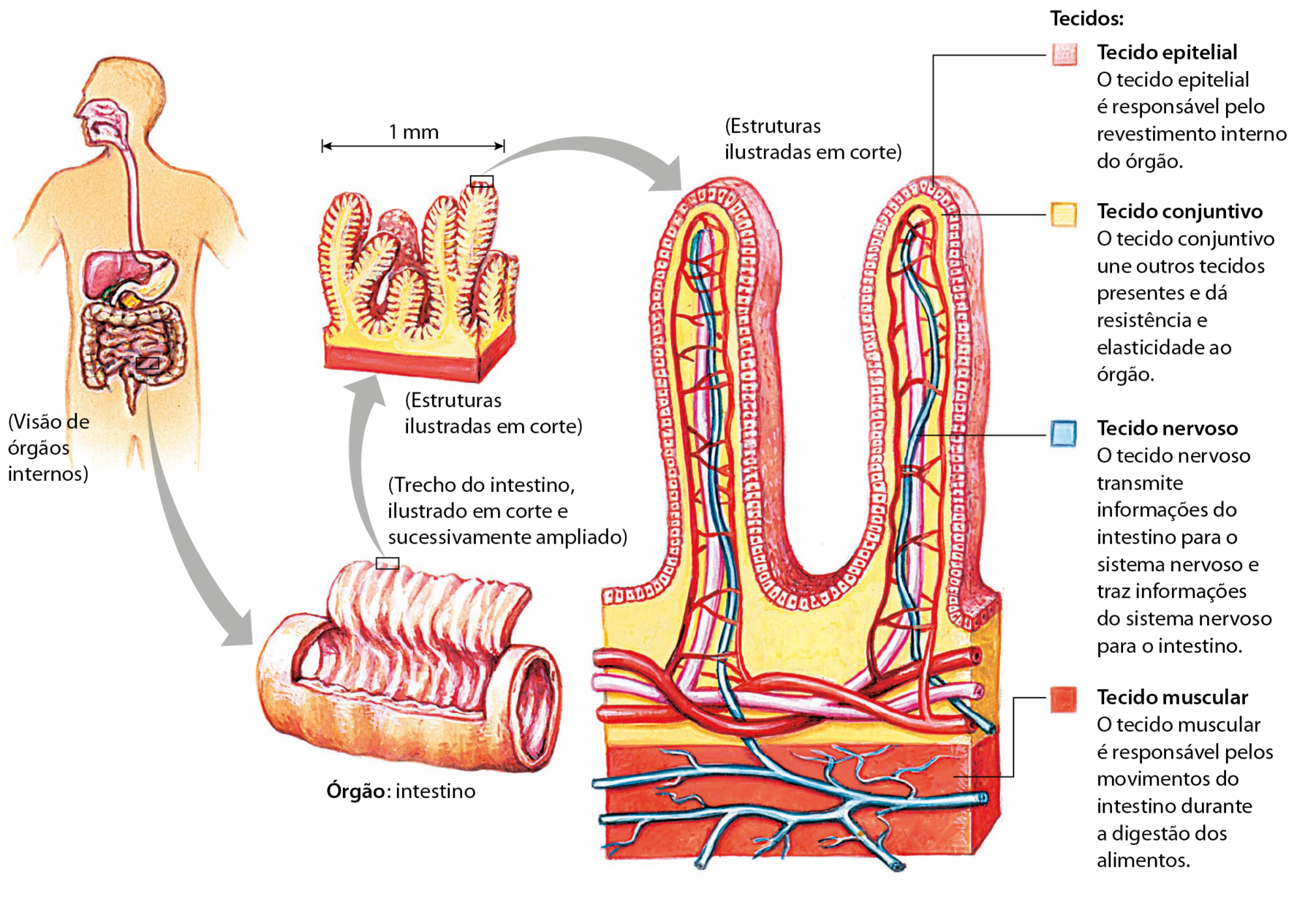 Esquema. Contorno de uma pessoa (visão de órgãos internos). Na sequência, trecho do intestino, ilustrado em corte e sucessivamente ampliado. Da pessoa, sai destaque para detalhe do intestino. Estrutura tubular na horizontal, com uma abertura na parte de cima para mostrar seu interior. Dela, sai destaque para detalhe da parte interior equivalente à 1 milímetro. Estruturas alongadas de diversos tamanhos, algumas bifurcadas, com superfície rugosa. Da ponta de uma delas, sai destaque para detalhe da parte interna em corte vertical. Duas rugosidades formadas por uma camada de células grudadas identificada como tecido epitelial. No interior das rugosidades, há um espaço homogêneo em bege identificado como tecido conjuntivo. Também há dois tipos de vasos sanguíneos nas cores branca e vermelha. O vermelho acompanha o contorno da rugosidade e têm ramificações que ligam os dois lados.  O branco acompanha o nervo identificado em azul. Abaixo da rugosidade há uma faixa horizontal em vermelho identificada como tecido muscular por onde passam os nervos. O tecido epitelial é responsável pelo revestimento interno do órgão. O tecido conjuntivo une outros tecidos presentes e dá resistência e elasticidade ao órgão. O tecido nervoso transmite informações do intestino para o sistema nervoso e traz informações do sistema nervoso para o intestino. O tecido muscular é responsável pelos movimentos do intestino durante a digestão dos alimentos.