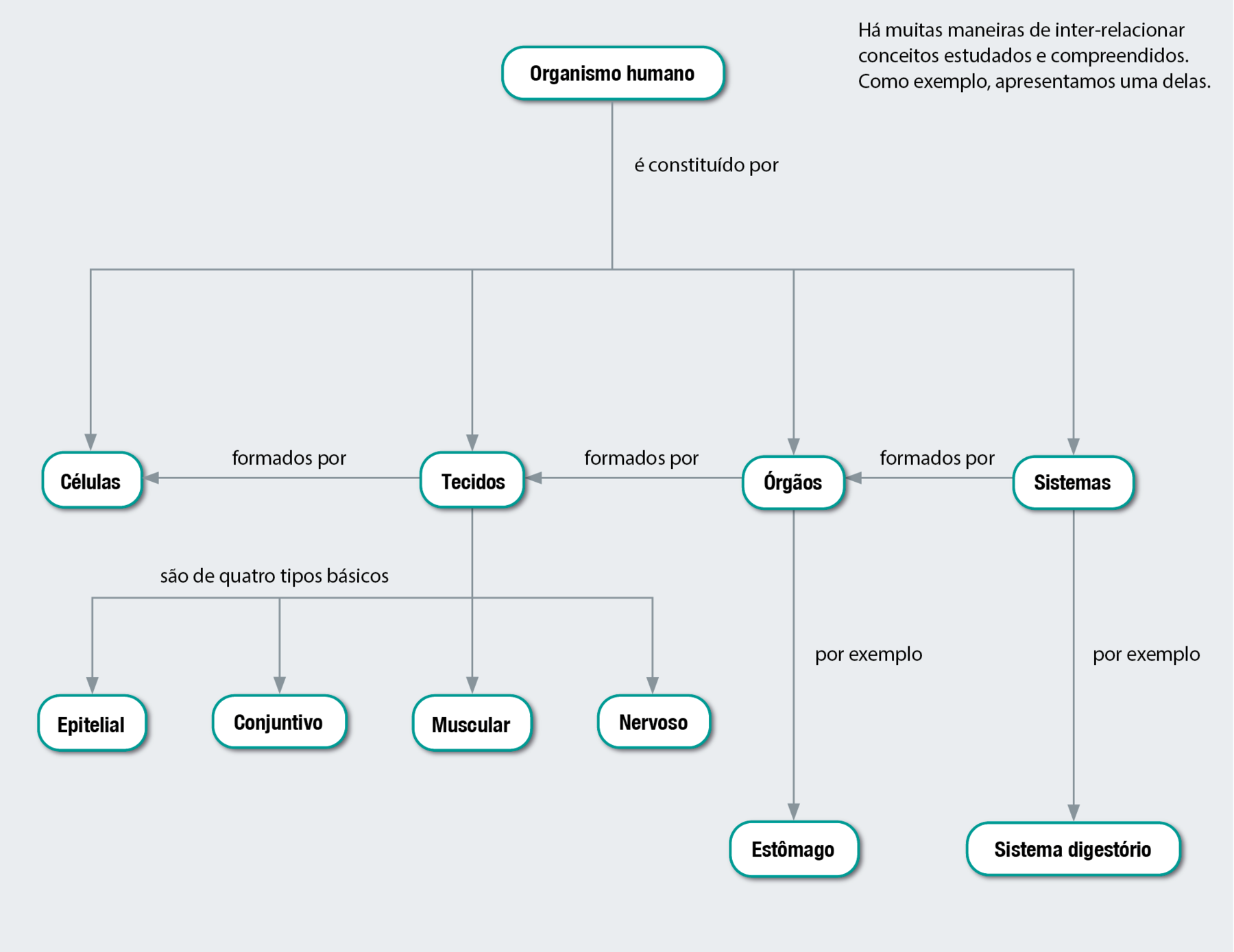 Fluxograma. Organismo humano é constituído por: células, tecidos, órgãos e sistemas. Sistemas, por exemplo sistema digestório, são formados por órgãos. Órgãos, por exemplo estômago, são formados por tecidos. Tecidos são formados por células e são de quatro tipos básicos: epitelial, conjuntivo, muscular e nervoso.