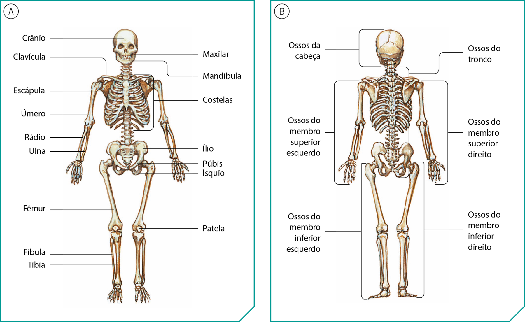Ilustração A. Esqueleto de um ser humano de pé, virado para a frente. Há linhas de chamada nomeando alguns ossos. Da cabeça: crânio, maxilar e mandíbula. Do ombro: clavícula. Do peito: escápula e costelas. Do braço: úmero. Do antebraço: rádio e ulna. Do quadril: ílio, púbis e ísquio. Da coxa: fêmur. Do joelho: patela. Da perna: fíbula e tíbia. Ilustração B. Esqueleto de um ser humano de pé, virado para trás. Há linhas de chamada indicando conjuntos de ossos. De cima para baixo: ossos da cabeça. Do pescoço ao quadril: Ossos do tronco. Dos ombros até as mãos: Ossos do membro superior esquerdo. Ossos do membro superior direito. Das pernas até os pés: Ossos do membro inferior esquerdo. Ossos do membro inferior direito.