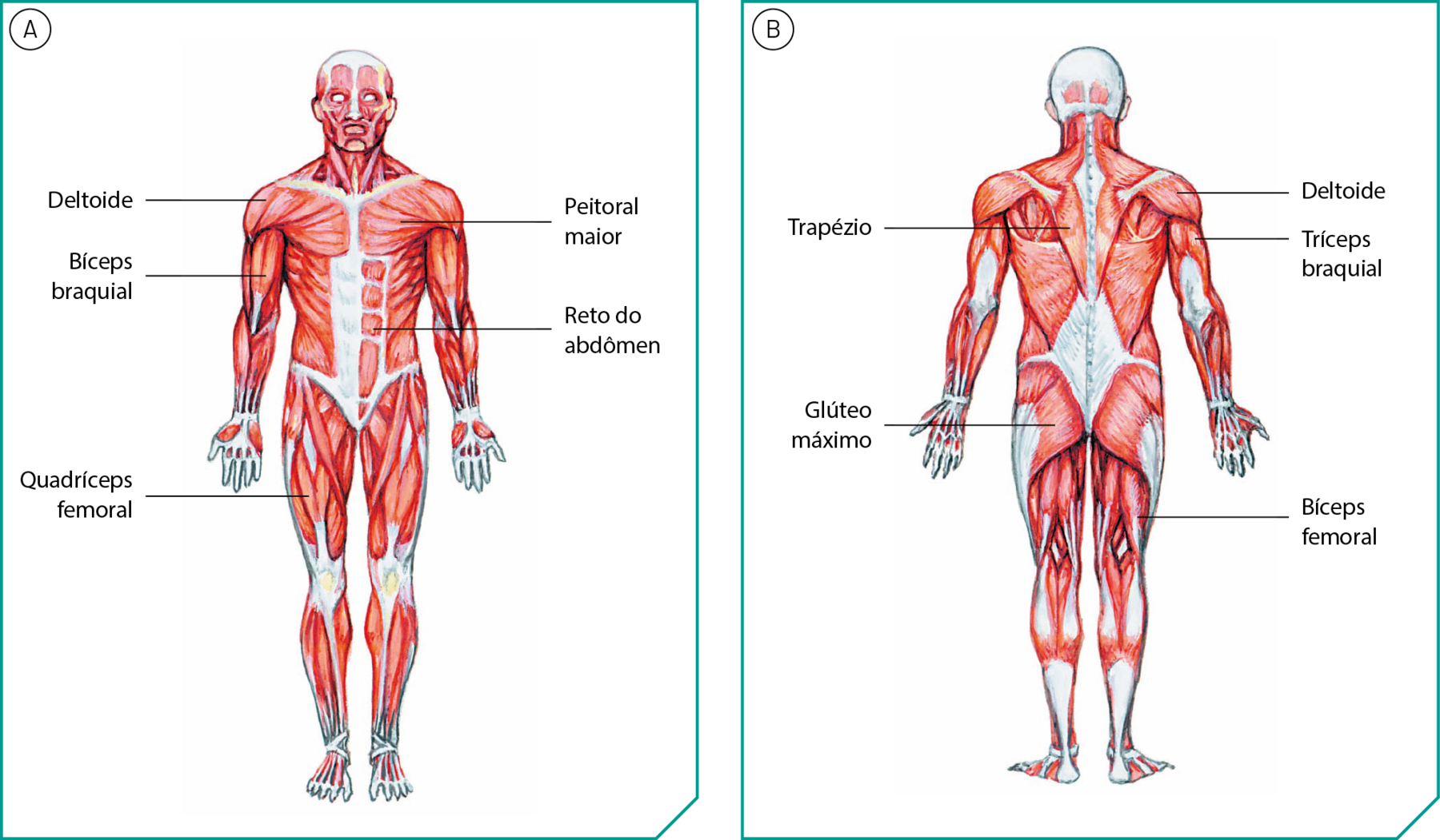 Ilustração A. Músculos de um ser humano de pé, virado para a frente. Há linhas de chamada nomeando alguns músculos. Do ombro: deltoide. Do peito: peitoral maior. Do braço: bíceps branquial. Da barriga: reto do abdômen. Da coxa: quadríceps femoral.  Ilustração B. Músculos de um ser humano de pé, virado para trás. Há linhas de chamada nomeando alguns músculos. Do ombro: deltoide. Das costas: trapézio. Do braço: tríceps braquial. Dos glúteos: glúteo máximo. Da coxa: bíceps femoral.
