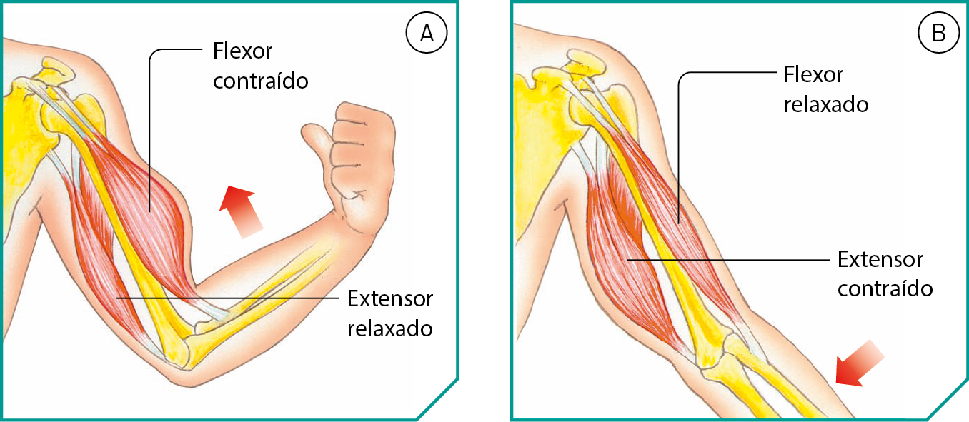 Ilustração A. Braço de uma pessoa dobrado, mostrando músculos, em vermelho, ossos em amarelo, e tendões em branco. O músculo de cima tem uma forma mais oval, flexor contraído, e o de baixo mais estreita, extensor relaxado. 
Ilustração B. Braço de uma pessoa esticado, mostrando músculos, em vermelho, ossos em amarelo, e tendões em branco. O músculo de cima tem uma forma estreita, flexor relaxado, e o de baixo tem uma forma mais oval, extensor contraído.