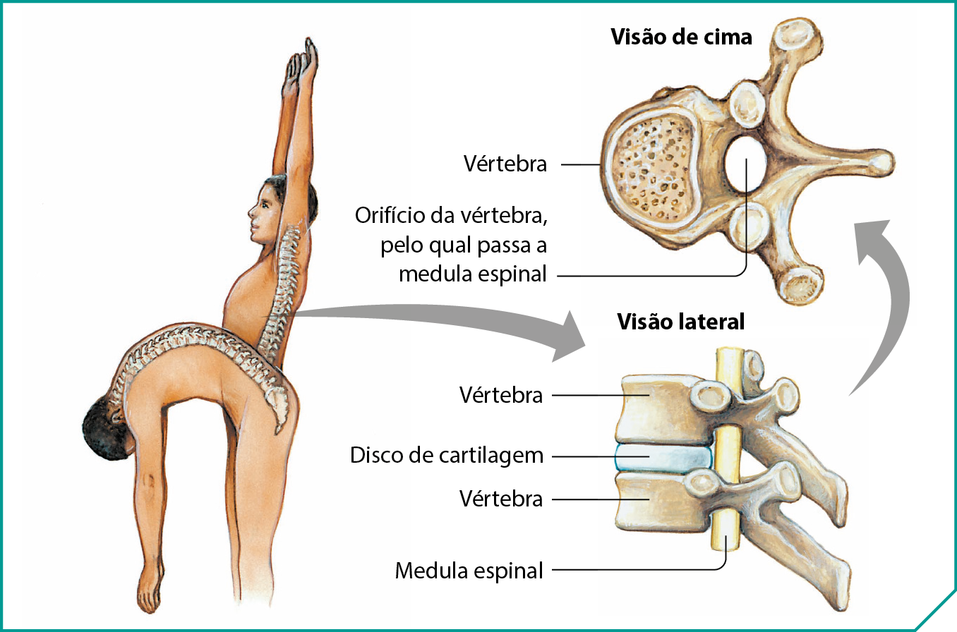 Ilustração. Um homem de pé com as mãos erguidas e na frente a pessoa com o tronco abaixado e os braços para baixo. Da coluna do homem em pé parte seta para a direita. Visão de cima. Um osso com várias pontas, um pequeno buraco e uma estrutura oval. Linhas de chamada: vértebra, no meio: orifício da vértebra, pelo qual passa a medula espinal. Visão lateral. Uma haste no meio, medula espinhal, com ossos ao redor. Vértebra, disco de cartilagem e vértebra. Os ossos estão em bege e o disco de cartilagem em azul. O disco de cartilagem é representado com cerca de um terço da altura das vértebras.