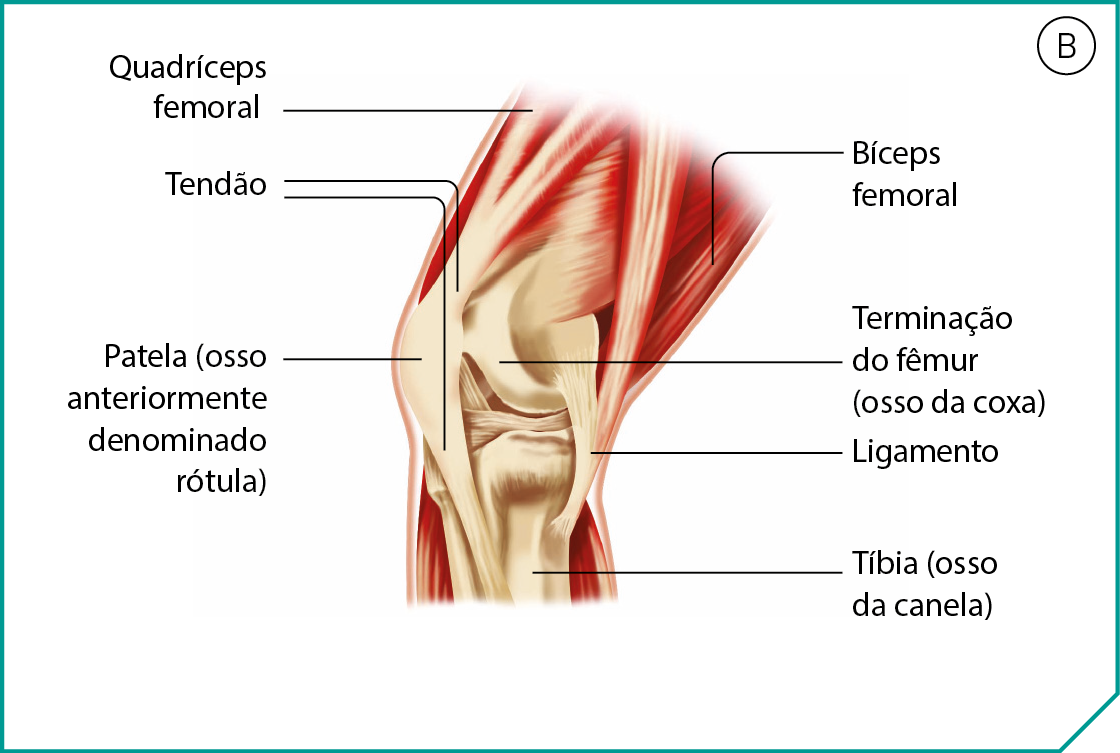 Ilustração B. Destaque para a vista interna do joelho de uma pessoa. Os músculos estão desenhados em vermelho, os tendões e ligamento em branco e os ossos em cinza. Parte anterior da coxa: Quadríceps femoral. Parte posterior da coxa: Bíceps femoral. Terminação do fêmur (osso da coxa). Embaixo dele, tíbia (osso da canela), em frente ao encontro destes ossos, patela (osso anteriormente denominado rótula). Na parte de trás, o ligamento conecta fêmur e tíbia. Na parte da frente, o tendão conecta o músculo da coxa ao osso da perna.