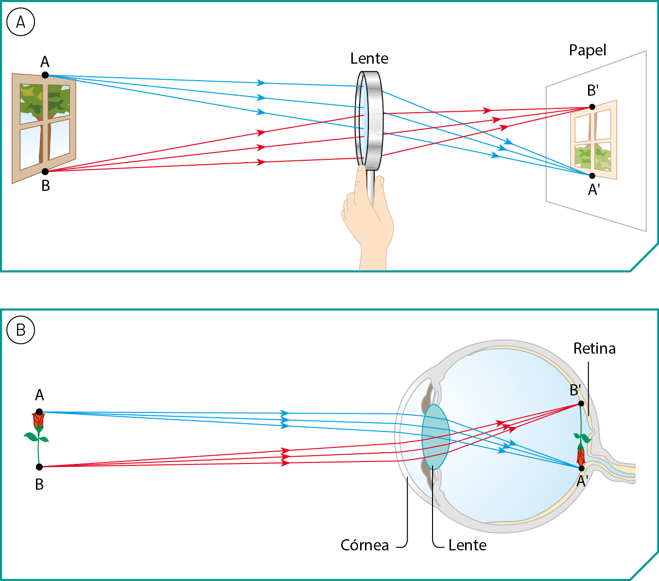 Ilustração A. Do lado esquerdo, uma janela com uma árvore do lado de fora, o ponto A acima e B abaixo. Do ponto A saem setas azuis até uma lente que está sendo segurada por uma pessoa. Do ponto B saem setas vermelhas até a lente. Ao passar pela lente elas mudam de direção e chegam até um papel com o desenho da janela e da árvore, com o ponto B’ acima e A’ abaixo. Ilustração B. Do lado esquerdo, uma rosa, o ponto A acima e B abaixo. Do ponto A saem setas azuis até a córnea do olho de uma pessoa. Do ponto B saem setas vermelhas até a córnea. Da córnea, as setas passam pela lente dentro do olho, se cruzam e chegam até o fundo do olho, na retina, onde tem uma rosa ao contrário, com B’ acima e A’ abaixo.