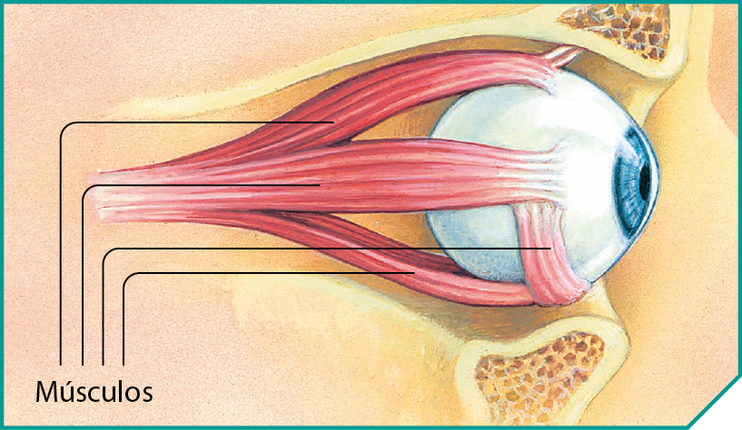 Esquema. Região do rosto onde se encontra o olho em corte e vista de perfil. Três músculos saem de uma mesma base e vão até as partes superior, lateral e inferior do olho. Outro músculo está perpendicular a estes passando entre a ponta do músculo inferior e o lateral.