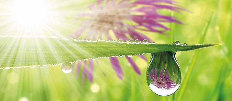 Fotografia. Destaque para uma gota de água pingando de uma folha. Atrás, estrutura lilás que se assemelha a uma flor. Essa estrutura aparece refletida na gota.