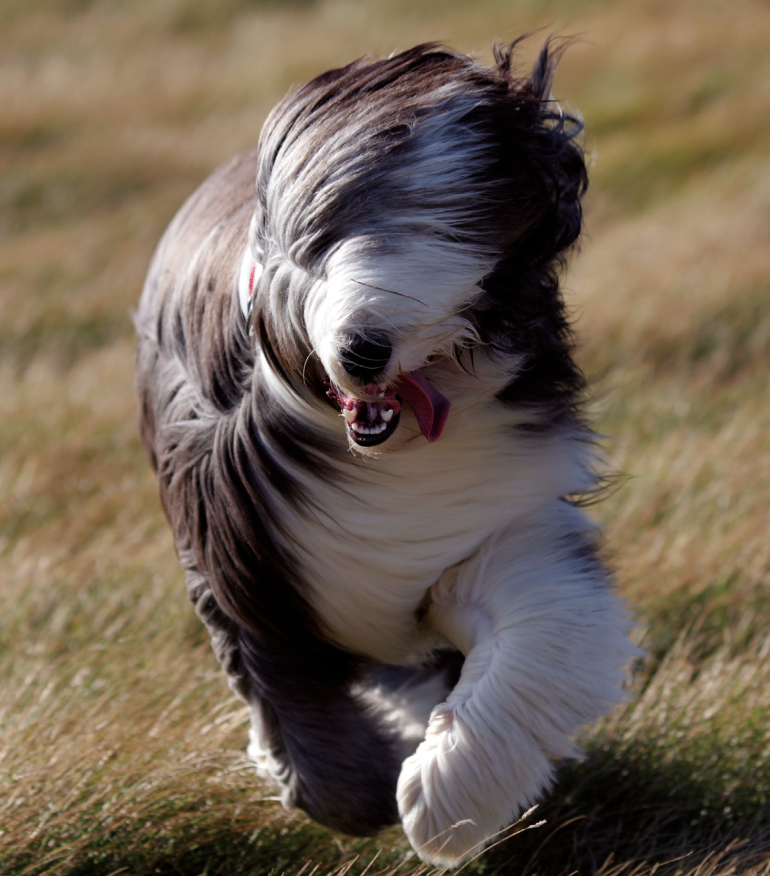 Fotografia. Um cachorro com o pelo longo branco e preto. Ele está correndo em um gramado com a língua para fora. O vento faz seu pelo ficar jogado para a direita, tampando parte do focinho.