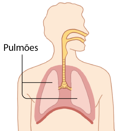 Ilustração. Contorno de uma pessoa de perfil com os pulmões ilustrados. Dos pulmões saem estruturas tubulares laranja que se juntam e sobem até o rosto onde se dividem chegando até a boca e o nariz. Até a altura do pescoço o tubo apresenta ranhuras.