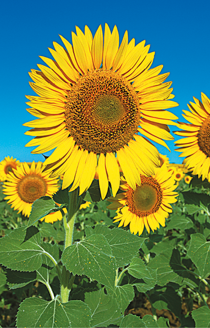 Fotografia. Destaque para um campo de girassóis, plantas de flor amarela.