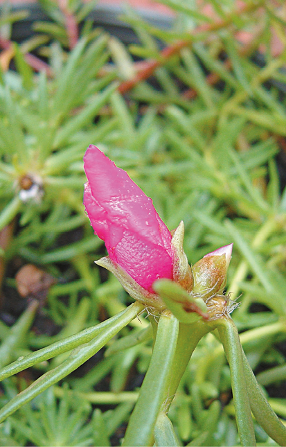 Fotografia. Destaque para uma flor rosa com as pétalas unidas.