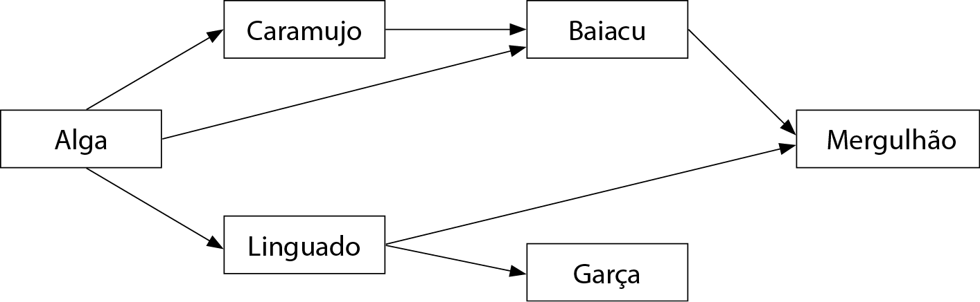 Esquema. Alga (seta) Caramujo (seta) Baiacu (seta) Mergulhão. Alga (seta) Baiacu (seta) Mergulhão. Alga (seta) Linguado (seta) Garça. Alga (seta) Linguado (seta) Mergulhão.