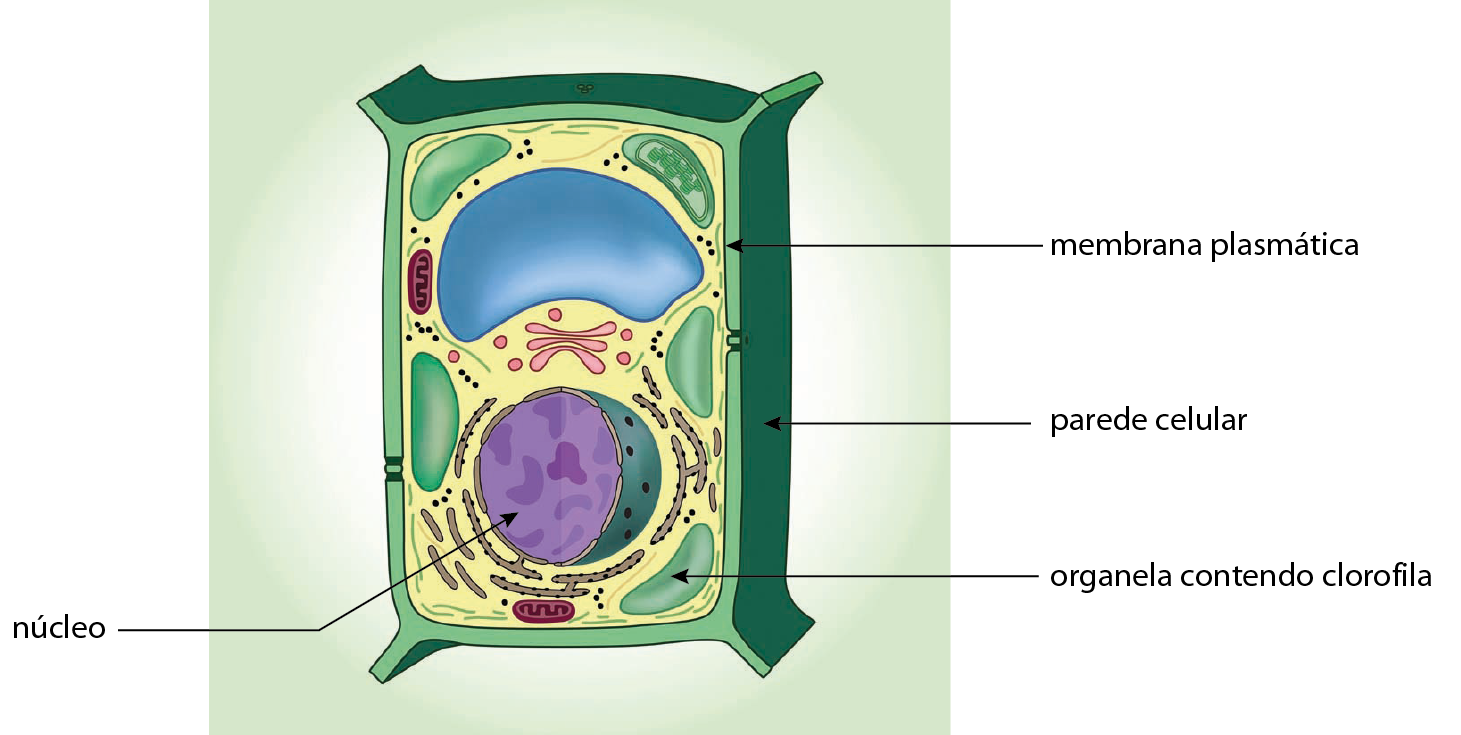 Esquema. Célula com estrutura retangular, revestida externamente por uma parede celular verde e membrana plasmática internamente. Na parte inferior há o Núcleo, em roxo. Perto dele, uma das organelas verdes contendo clorofila.