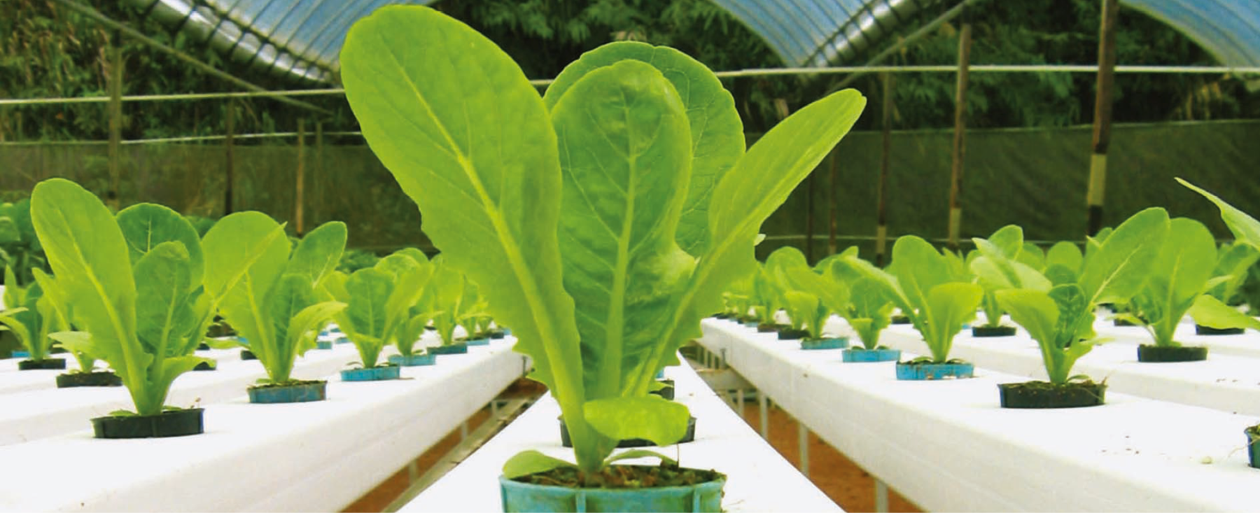 Fotografia. Cultivo de hortaliças em uma estufa. As mudas com poucas folhas estão plantadas em vasos pequenos enfileirados sobre bancadas brancas.