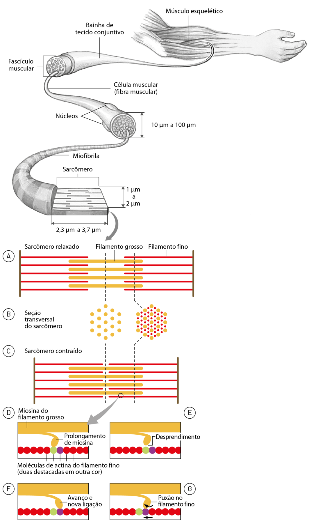 Esquema em preto e branco. Braço de uma pessoa esticado para a frente. Muitos filamentos horizontais agrupados formam o músculo esquelético. Uma bainha de tecido conjuntivo reveste o fascículo muscular. Dentro dele, há diversos tubos menores, as células musculares (fibras musculares). Nas laterais de cada célula muscular duas protuberâncias são os núcleos. A célula muscular tem diâmetro de 10 micrômetros a 100 micrômetros. Cada fibra é formada por Miofibrilas, filamentos de 1 micrômetro a 2 micrômetros de altura e Sarcômero com 2,3 micrômetros a 3,7 micrômetros. Sequência de esquemas de Sarcômero. Estrutura formada por duas retas verticais. Entre elas filamentos horizontais finos nas laterais e filamentos horizontais grossos intercalados aos finos no centro. Esquema A. Sarcômero relaxado. Os filamentos estão espaçados lateralmente. B. Seção transversal do sarcômero. Filamentos grossos representados por círculos grandes e espaçados, organizados em forma hexagonal. Corte com os filamentos finos e grossos intercalados representado por círculos grandes e círculos pequenos próximo e intercalados em forma hexagonal. C. Sarcômero contraído. Os filamentos estão mais próximos lateralmente. D. Miosina do filamento grosso. Um destaque dos filamentos intercalados com representação de um prolongamento de miosina do filamento grosso que encosta em uma fileira de moléculas vermelhas de actina do filamento fino (duas delas destacadas nas cores verde e roxa). E. O prolongamento de miosina se desprende da molécula verde. F. Avanço e nova ligação. A miosina encosta na molécula roxa. G. O prolongamento de miosina preso à molécula roxa realiza um puxão no filamento fino. Setas para a esquerda indicam o movimento.