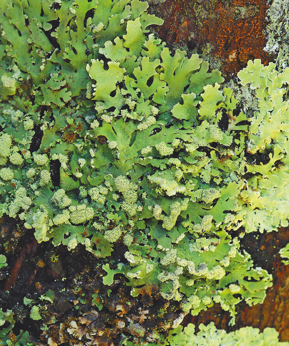 Fotografia. Estrutura verde com aspecto folhoso sobre o tronco de uma árvore. Dessa fotografia, sai uma seta para a ilustração da parte superior.