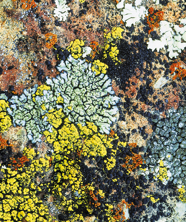 Fotografia. Superfície de uma rocha coberta por estruturas de aspecto rugoso e quebradiço, predominantemente nas cores verde e amarelo.