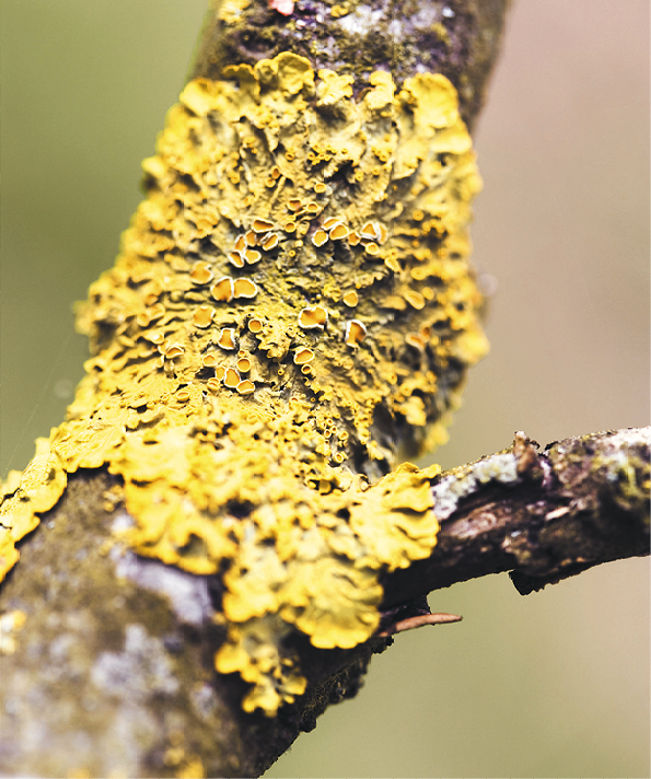 Fotografia. Estrutura amarela de aspecto rugoso sobre um tronco de uma árvore.