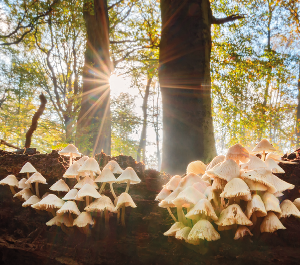 Fotografia. Uma colônia de cogumelos brancos, com formato de chapéu,  crescendo no solo de uma mata. Ao fundo, há algumas árvores.