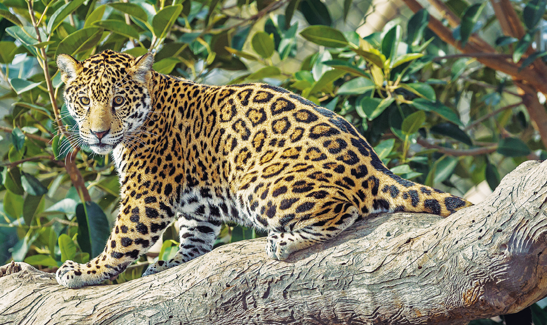 Fotografia. Felino de grande porte com coloração amarela e de manchas circulares pretas sentada no galho de uma árvore.