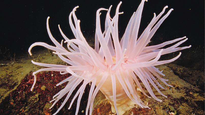 Fotografia. Uma anêmona-do-mar sobre uma rocha no fundo do mar. Na parte superior, esse animal tem longos filamentos rosados que saem de uma estrutura tubular que está fixa no substrato.