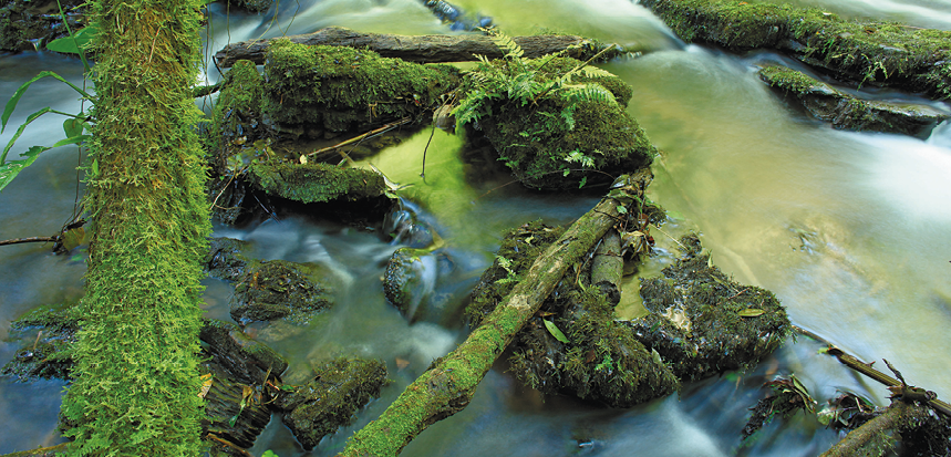 Fotografia. Rochas e troncos cobertos por uma camada verde de musgos próximos a um riacho.