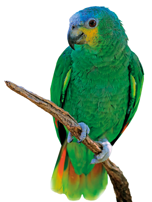 Fotografia. Papagaio, ave de penas predominantemente verdes. No topo da cabeça tem penas menores de coloração azul e do lado do bico, penas amarelas. Ele está empoleirado em um galho.