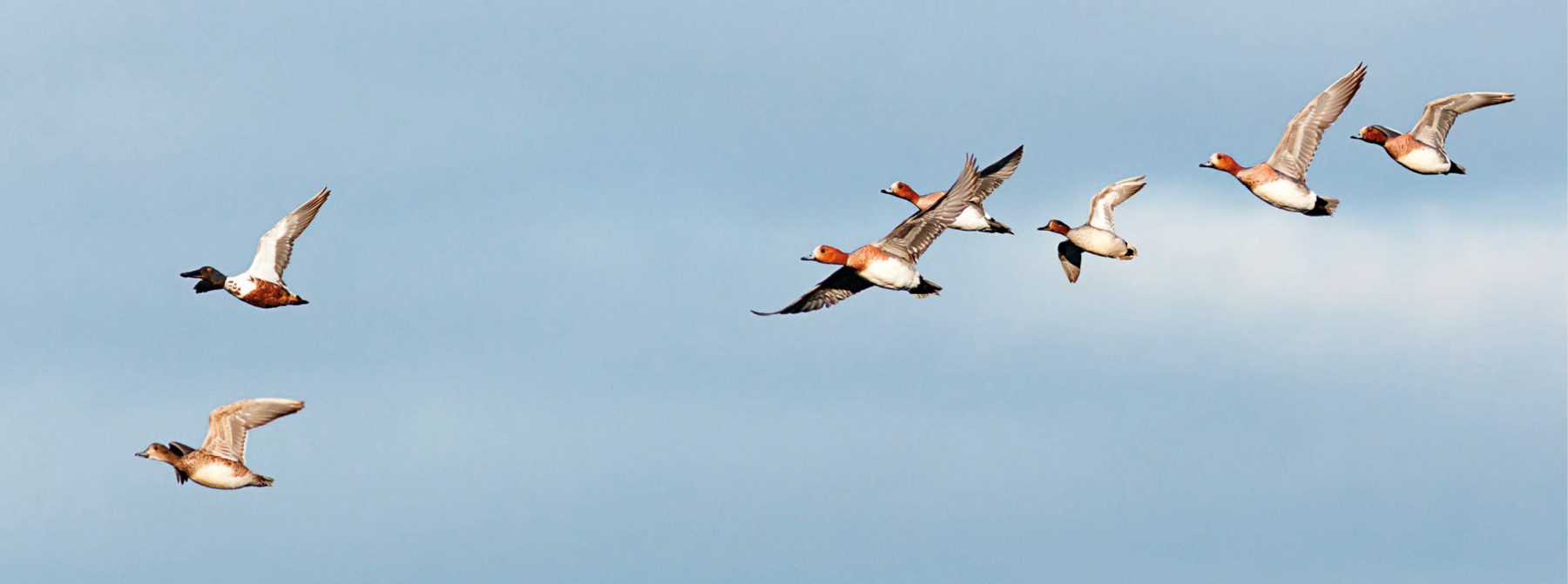 Fotografia. Sete aves voando no céu, para a mesma direção. Têm penas brancas no corpo e cabeça alaranjada.