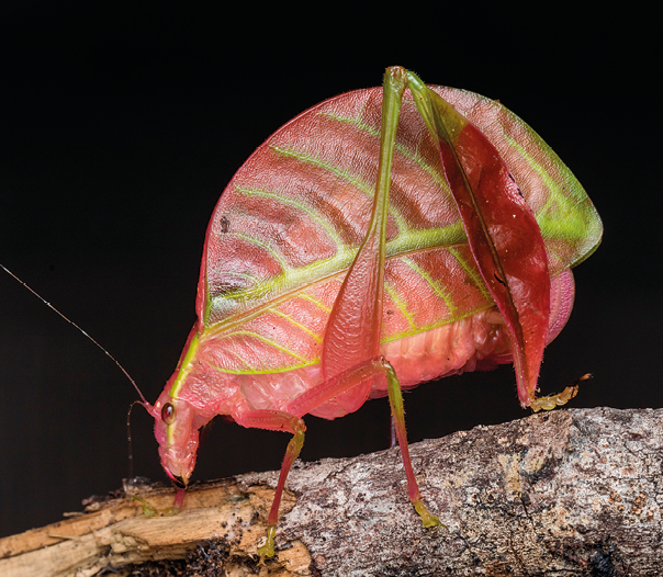 Fotografia. Bicho-folha, inseto com o formato de uma folha, com coloração verde e rosada. Ele está sobre um galho.