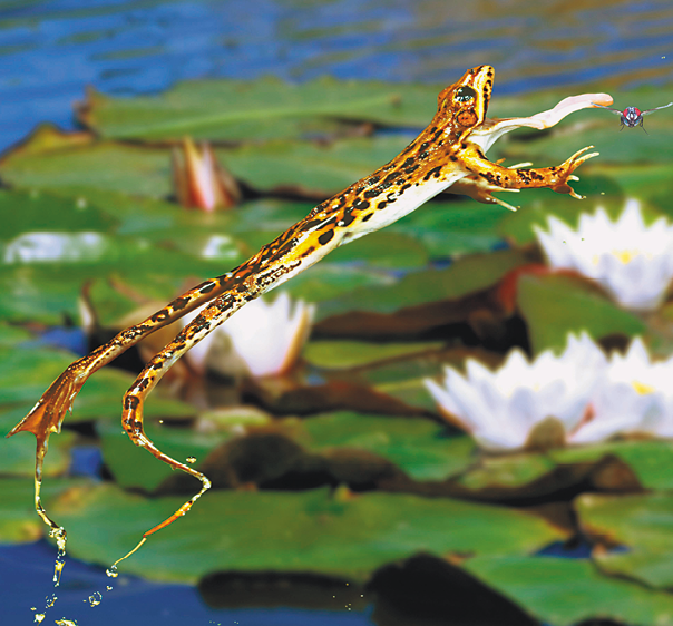 Fotografia. Uma rã em pleno salto, com a boca aberta e a língua comprida para fora, capturando uma presa. Atrás dela há vitórias-régias na água.