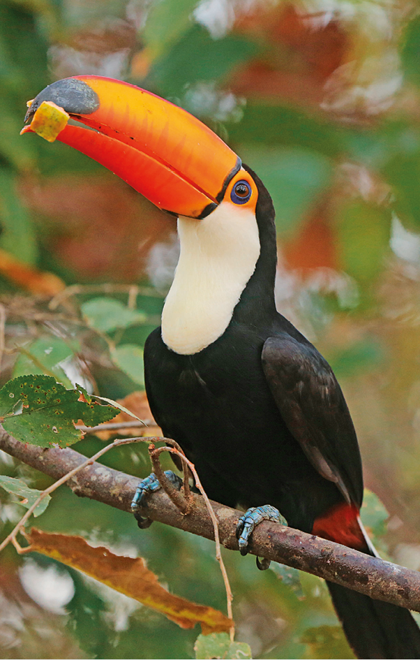 Fotografia. Tucano, ave com penas pretas, peito branco e bico alongado e levemente curvado para baixo, de cor alaranjada. Ele está empoleirado em um galho e com um pedaço de mamão no bico.