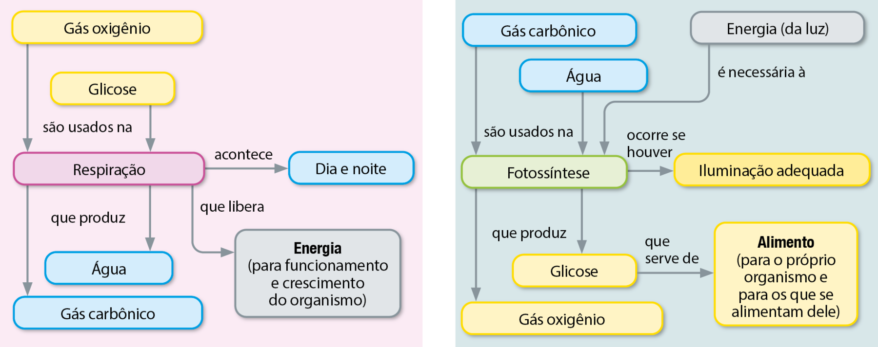 Fluxograma. Sete balões de texto, conectados por setas. Dois quadro amarelos (gás oxigênio; glicose), um quadro roxo (respiração), três quadros azuis (água, gás carbônico, dia e noite) e um quadro cinza (Energia (para funcionamento e crescimento do organismo)). Os elementos do fluxograma permitem os seguintes caminhos: Gás oxigênio e glicose são usados na respiração, que produz água e gás carbônico. Respiração (quadro roxo acontece dia e noite. Respiração que libera energia (para funcionamento e crescimento do organismo).  Fluxograma. Oito balões com texto, conectados por setas. Dois quadros azuis (gás carbônico, água), um quadro verde (Fotossíntese), um quadro cinza (Energia (da luz)), um quadro amarelo mais escuro (Iluminação adequada) e três quadros amarelo claro (glicose, gás oxigênio, alimento (para o próprio organismo e para os que se alimentam dele). Os elementos do fluxograma permitem os seguintes caminhos: Gás carbônico e água são usados na fotossíntese, que produz glicose e gás oxigênio. Glicose que serve de alimento (para o próprio organismo e para os que se alimentam dele). Energia (da luz) é necessária à fotossíntese, ocorre se houver iluminação adequada.