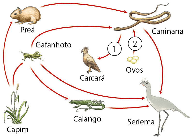 Esquema. Representação de uma teia alimentar. Da figura do capim sai uma seta para gafanhoto e outra para preá. Da figura do preá sai uma seta para caninana, uma serpente. Da figura do gafanhoto sai seta para calango, outra para caninana e uma terceira para seriema. Da figura do calango sai uma seta para seriema. Da figura de três ovos sai uma seta para caninana. No meio dessa seta tem o número 2. Da figura da caninana sai uma seta para carcará e no meio dessa seta tem o número 1. Da figura da caninana também sai uma seta para seriema.