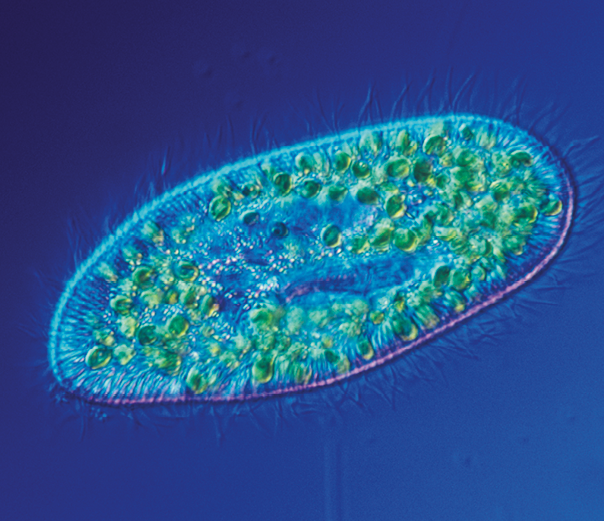 Fotografia. Imagem de um organismo unicelular de formato oval, com estruturas verdes em seu interior e pequenos fios curtos e finos na parte externa do corpo.