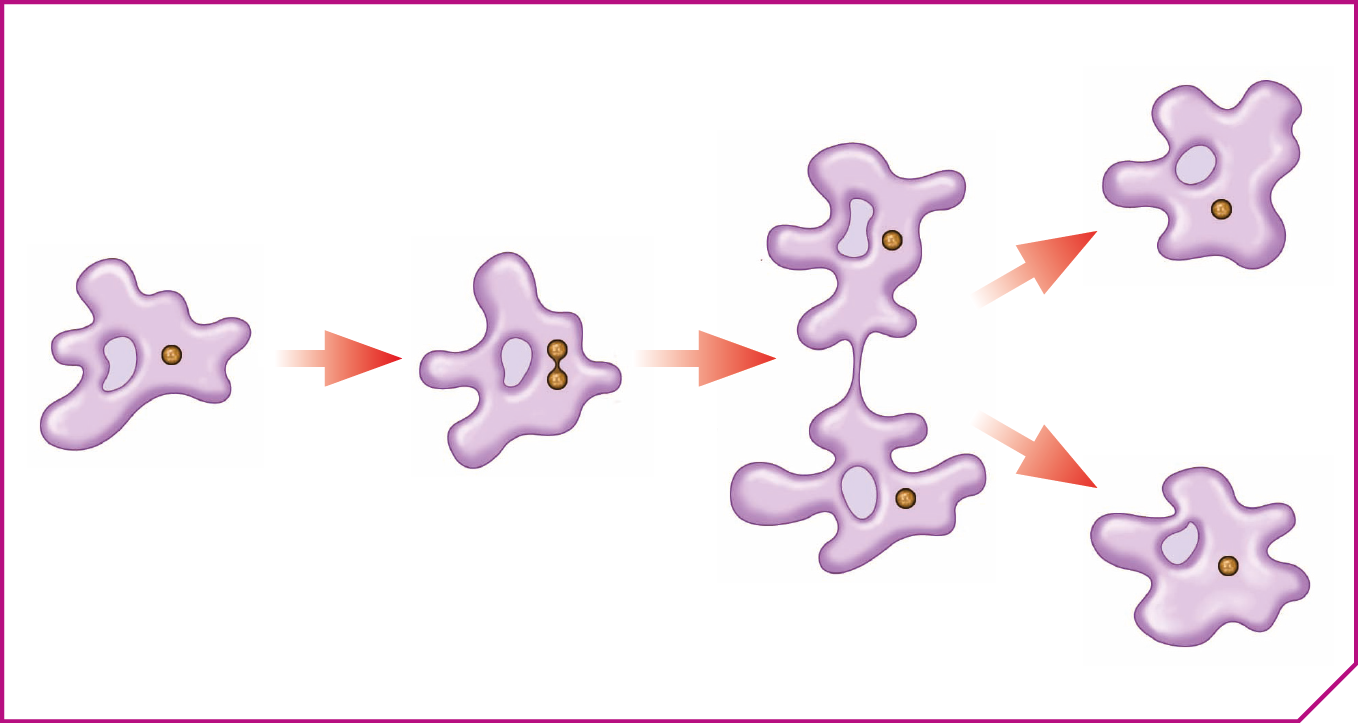 Esquema. Organismo de formato irregular e de cor lilás com uma estrutura arredondada no seu citoplasma. Seta. O mesmo organismo irregular, agora com duas estruturas arredondadas lado a lado no seu citoplasma. Seta. O mesmo organismo irregular se dividindo em dois, cada parte ficando com uma estrutura arredondada no citoplasma. Seta. Dois organismos de formato irregular, com uma estrutura arredondada no citoplasma em cada.