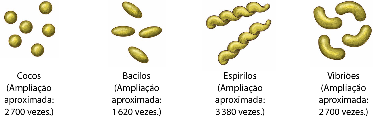 Ilustração. Seis estruturas arredondadas e amarelas representando bactérias com formato de esfera (cocos) com ampliação aproximada de 2700 vezes. Ilustração. Quatro estruturas ovais representando bactérias com formato de bastonete (bacilos) com ampliação aproximada de 1620 vezes. Ilustração. Duas estruturas compridas e espiraladas representando bactérias com formato de espiral (espirilos) com ampliação aproximada de 3380 vezes. Ilustração. Quatro estruturas em forma de vírgula representando bactérias com formato de vírgula (vibrião) com ampliação aproximada de 2700 vezes.