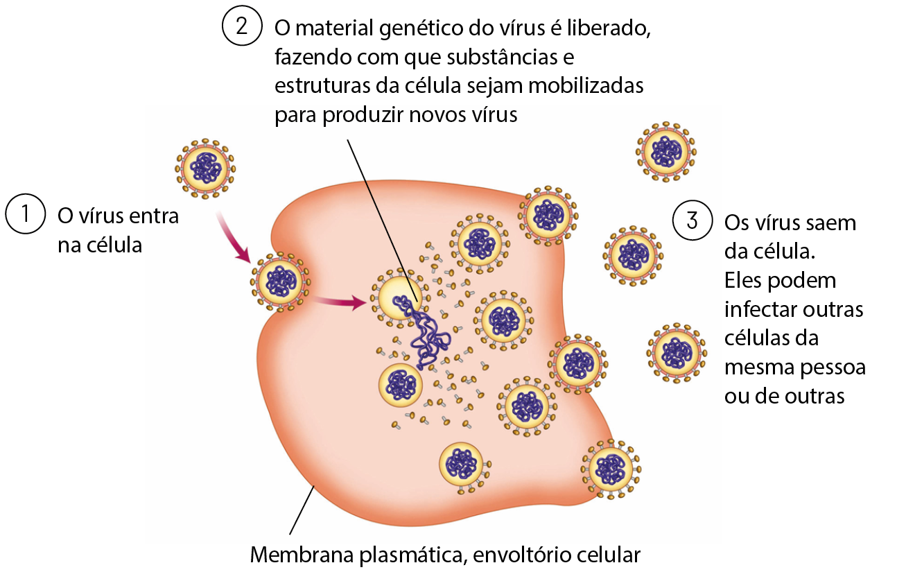 Esquema. Vírus representados por estruturas esféricas com pequenas hastes com extremidades dilatadas de cor amarela no envoltório externo e material genético colorido em roxo no interior. 1: o vírus entra na célula. Imagem de um vírus encostado em uma forma irregular alaranjada que representa a célula hospedeira. No envoltório externo da célula há linha de chamada e o texto: Membrana plasmática, envoltório celular.  2: O material genético do vírus é liberado, fazendo com que substâncias e estruturas da célula sejam mobilizadas para produzir novos vírus. Dentro da célula hospedeira há vários vírus, alguns liberaram as hastes com extremidades esféricas amarelas. Um dos vírus está liberando o material genético para o interior da célula. 3: Os vírus saem da célula. Eles podem infectar outras células da mesma pessoa ou de outras.