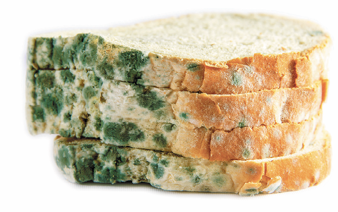 Fotografia. Quatro fatias de pão de forma empilhadas com áreas da borda cobertas por manchas esverdeadas arredondadas.