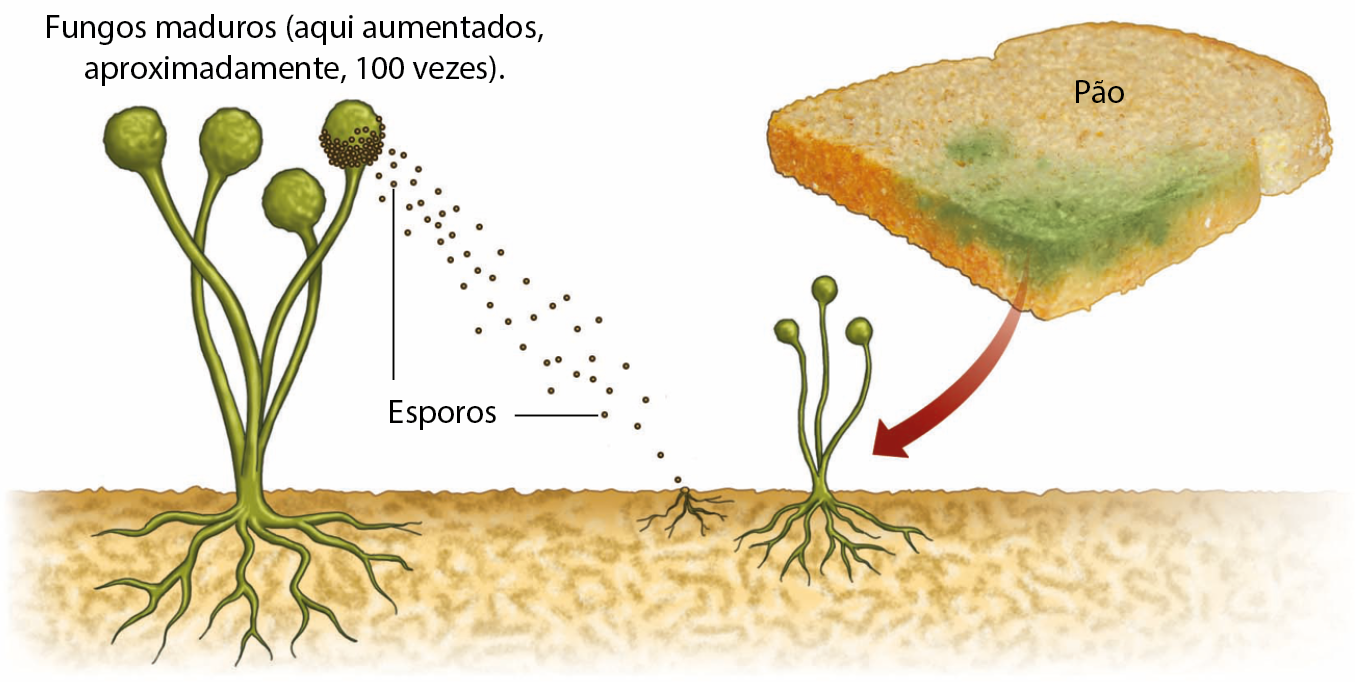 Esquema. Três cogumelos. Sob o substrato, camada de micélio. O micélio é formado por um conjunto de hifas. Acima do substrato, cogumelos formados. Linha de chamada para: chapéu ou píleo, indicando a parte superior do cogumelo. Abaixo do chapéu, região produtora de esporos. Um dos cogumelos, menor que os outros, tem linha de chamada para: cogumelo jovem em desenvolvimento. Chave em todo o tamanho do cogumelo: corpo frutífero (ou estrutura de frutificação). À direita, emaranhado de fios alaranjados representando as hifas compondo a estrutura de um cogumelo.