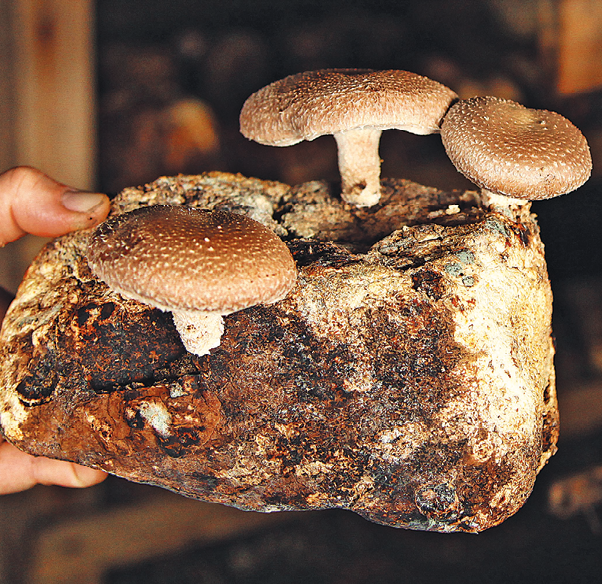 Fotografia. Um pedaço de substrato com três cogumelos com haste branca e parte superior (chapéu) marrom com pontos brancos.
