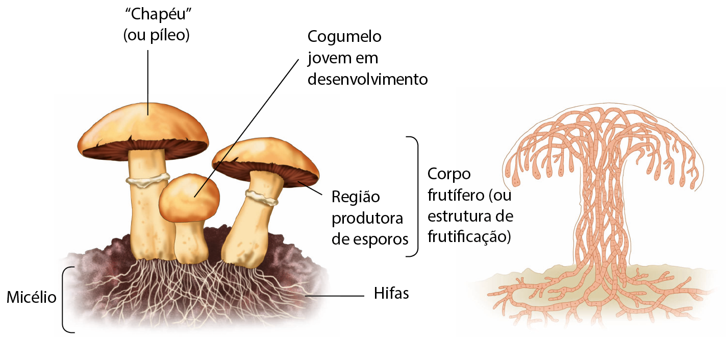 Esquema. Três cogumelos. Sob o substrato, camada de micélio. O micélio é formado por um conjunto de hifas. Acima do substrato, cogumelos formados. Linha de chamada para: chapéu ou píleo, indicando a parte superior do cogumelo. Abaixo do chapéu, região produtora de esporos. Um dos cogumelos, menor que os outros, tem linha de chamada para: cogumelo jovem em desenvolvimento. À direita, chave em todo o tamanho do cogumelo: corpo frutífero (ou estrutura de frutificação).   Esquema. Emaranhado de fios alaranjados representando as hifas compondo a estrutura de um cogumelo.