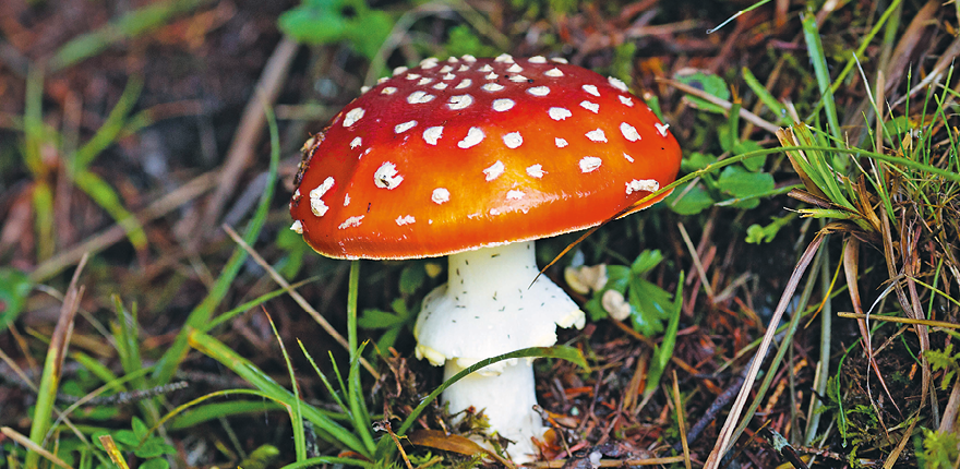 Fotografia. Um cogumelo com a haste branca, cuja parte central apresenta uma dilatação, e o chapéu vermelho com pontos brancos.