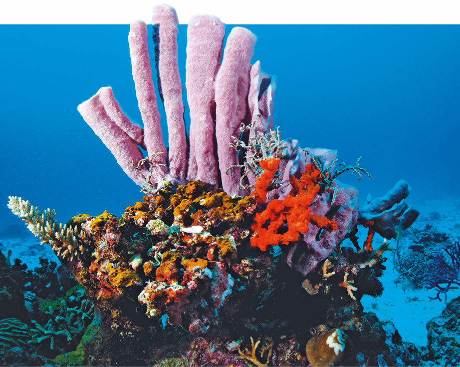 Fotografia. Animal com o formato tubular e aspecto esponjoso, de cor rosada, no fundo do mar, rodeado por algas e corais.