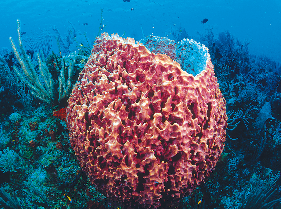 Fotografia. Animal de formato cilíndrico e aspecto esponjoso, de cor rosada, no fundo do mar, rodeado por algas e corais.