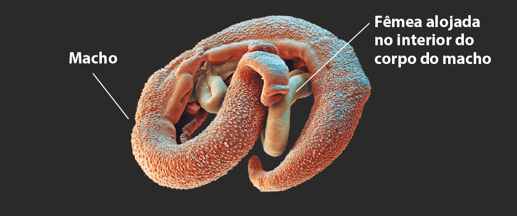 Fotografia. Imagem de dois animais alongados entrelaçados observados ao microscópio. O mais largo de cor alaranjada é o macho. A fêmea é mais estreita, bege, e fica alojada em um sulco no corpo do macho