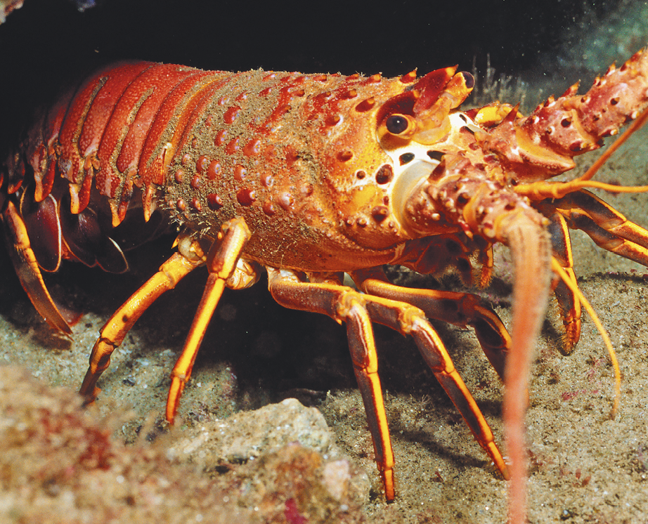 Fotografia. Animal de corpo segmentado de coloração avermelhada, com pernas na região ventral do corpo. Na região anterior do corpo, um olho preto visível próximo ao par de antenas robustas e algumas antênulas.