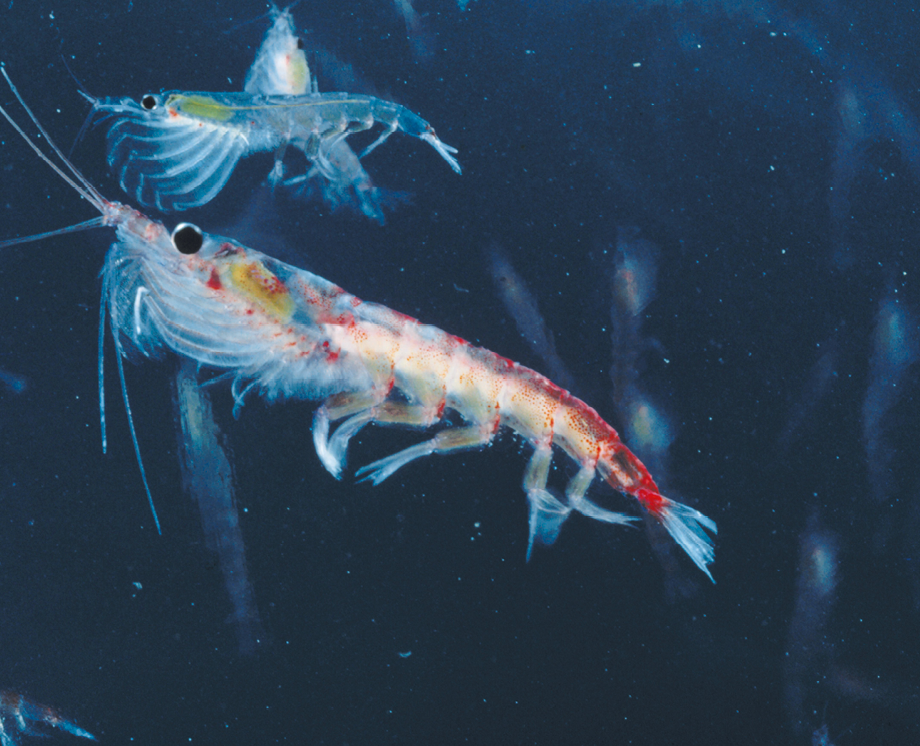 Fotografia. Animal de corpo alongado, segmentado, relativamente transparente com pontos avermelhados, várias pernas, cauda achatada e dois pares de longas antenas, similar a um camarão.