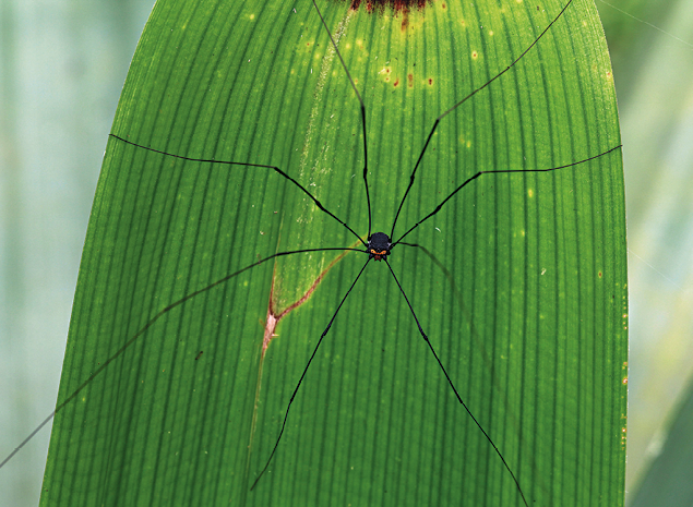 Fotografia. Animal de corpo preto composto de um um único segmento, com oito pernas finas e de comprimento muitas vezes maior do que o tamanho do corpo sobre uma folha verde.