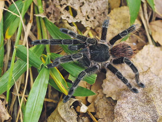 Fotografia. Animal com o corpo dividido em duas partes arredondadas. Na parte anterior, de coloração preta, oito pernas longas, cobertas por estruturas similares a pelos, se conectam na região lateral. A porção posterior está coberta por estruturas similares a pelos de coloração marrom escuro.